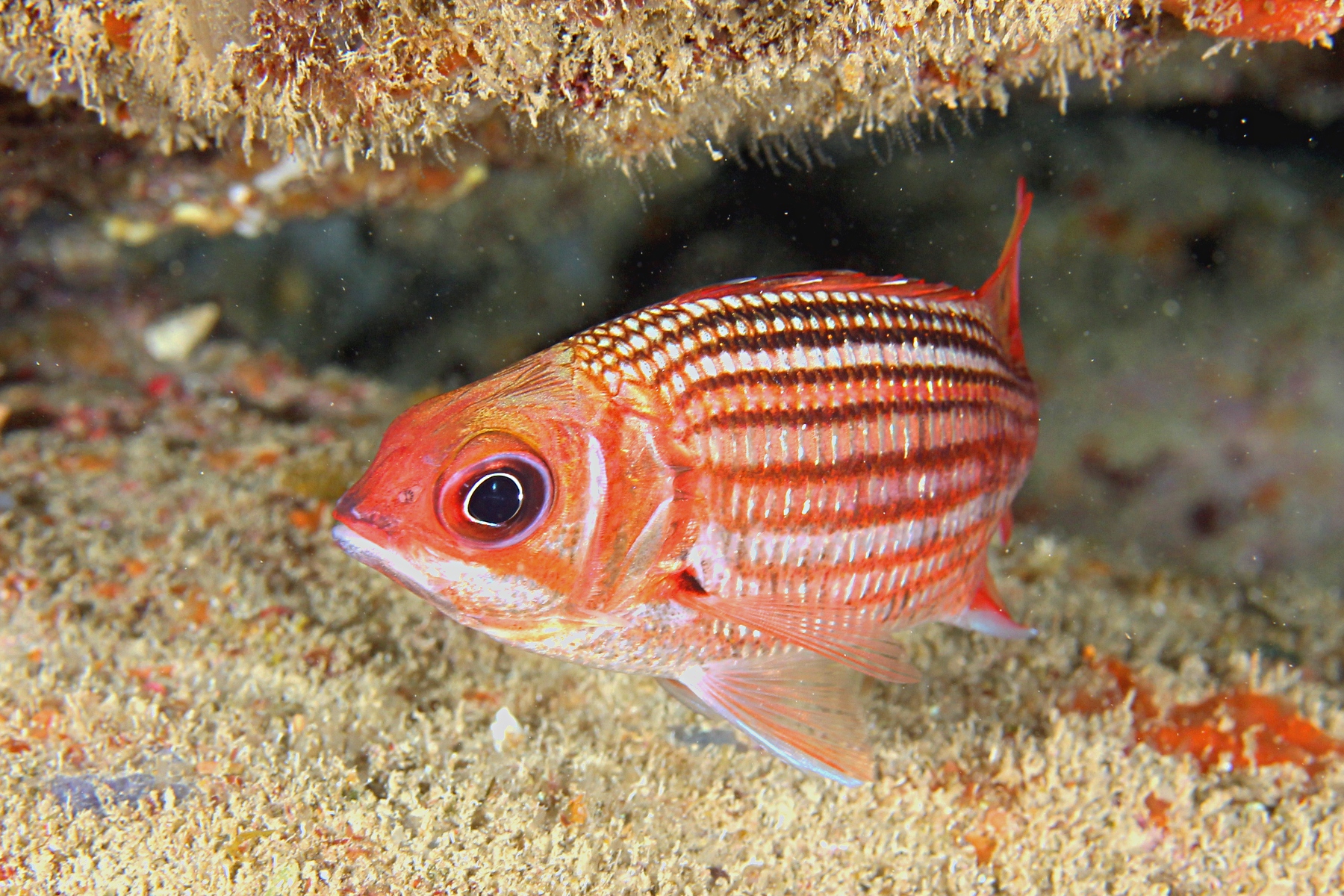 Dusky Squirrelfish